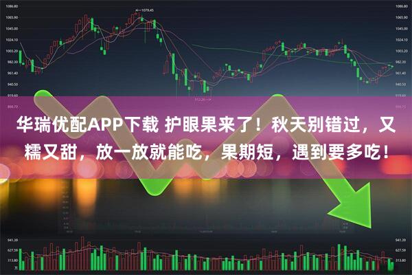 华瑞优配APP下载 护眼果来了！秋天别错过，又糯又甜，放一放就能吃，果期短，遇到要多吃！